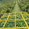 El aguacate lidera la nueva apuesta exportadora de Ecuador; la chirimoya gana espacio