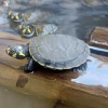 Liberan más de 1.900 tortugas charapas en el río Aguarico