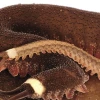 Nueva especie de gusano fue descubierta en la Amazonía