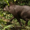 La gastronomía kichwa incluye tapires, guatusas, guantas y armadillos