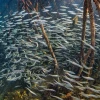 Los manglares de Galápagos, ecosistemas clave para la diversidad de peces 