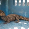 Tráfico de fauna en América Latina se consolida como crimen organizado transnacional