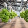 Exportaciones de banano de Ecuador crecen 6,75 % hasta mayo 
