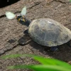 Yasuní: un referente para la conservación de las tortugas charapas