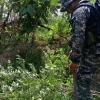 Policía destruyó una hectárea de hoja de coca en San Lorenzo