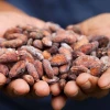 El cacao fue el tercer producto no petrolero de exportación en 2024 