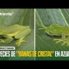 2 nuevas especies de "ranas de cristal" fueron descubiertas en Azuay