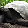 Científicos realizan censo de especies emblemáticas en las Islas Galápagos
