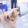 Ecuador adiestra a unidades caninas para detectar covid-19 entre la gente