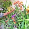 Colores de orquídeas impresionan en Festival