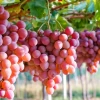Ecuador suspendió la importación de uva peruana 