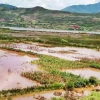 Lluvias intensas en Ecuador dejan pérdidas millonarias en el sector agrícola 