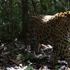 WWF lanza una estrategia continental para proteger al jaguar
