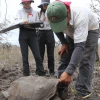 742 tortugas introducidas en isla Santa Fe se desarrollan favorablemente