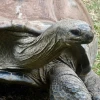 3 personas fueron condenadas a prisión por transportar especies protegidas de Galápagos