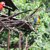 Lago Agrio, ‘tierra de colores’, es un paraíso en la Amazonía