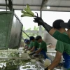 'Fincas Seguras': el banano de Ecuador se protege contra criminalidad