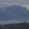 Amazonía: Especies de árboles cambian debido a diversos factores 