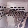 Liberan a ocelote que estuvo en recuperación dos años