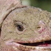 Científicos descubrieron un nuevo herpes en la iguana rosada de Galápagos