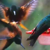 Zamora Chinchipe, un paraíso de las aves