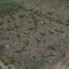 El experimento agrícola que quiere devolver el verde a la Amazonía deforestada