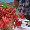 Zamora Chinchipe: Tutupali es la capital de la begonia