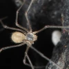 Una investigación describe a tres nuevas especies de arañas en Galápagos