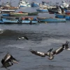 Perú oficializa creación de gran reserva marítima en frontera con Ecuador