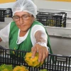 Productos amazónicos tienen potencial de crecimiento por el acuerdo comercial con China