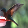 Tapichalaca, un corredor natural de aves migratorias