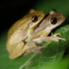 1.639 especies han sido introducidas en Galápagos