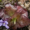 2 nuevas especies de plantas insectívoras fueron descritas en Zamora y Loja