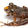 6 nuevas especies de ranas fueron descubiertas en los Llanganates y Sangay