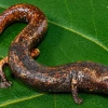 Científicos descubren nueva especie de salamandra en la Amazonía peruana 