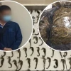 Un ciudadano chino fue detenido en Guayaquil con 213 caballitos de mar
