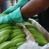 Rusia: 60 kilos de cocaína fueron incautados en barco con plátanos procedente de Ecuador