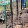 Zamora: 14 saínos fueron liberados en Podocarpus