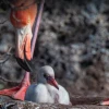 Los flamingos vuelven a anidar 20 años después en la isla Rábida