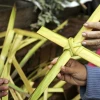 Ministerio advierte del daño ambiental de la palma de cera en Domingo de Ramos