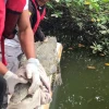 Cocodrilo que apareció en Salinas fue liberado en un refugio natural