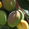 Ecuador exportará mangos a Corea del Sur 