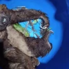 Oso perezoso es rescatado en el río Upano, en Morona Santiago