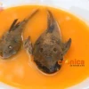Caldo de Corroncho: Parte de la exquisita gastronomía Zamorana