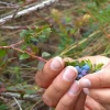 Proyecto Sacha Ñawi busca proteger el mortiño y fortalecer la agrobiodiversidad en Ecuador