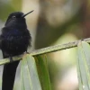 Lundin Gold y UTPL impulsan proyecto para conservar 3 especies de la Amazonía