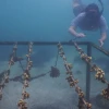 4.600 corales fueron trasplantados en Galápagos para restaurar arrecifes