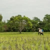 Fertilizantes más caros elevan los costos de producción agrícola en Ecuador
