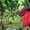 Turismo gastronómico en Ecuador: la ruta del cacao impulsa nuevas experiencias de lujo 