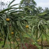 Palora ha sido clave en el boom de la pitahaya